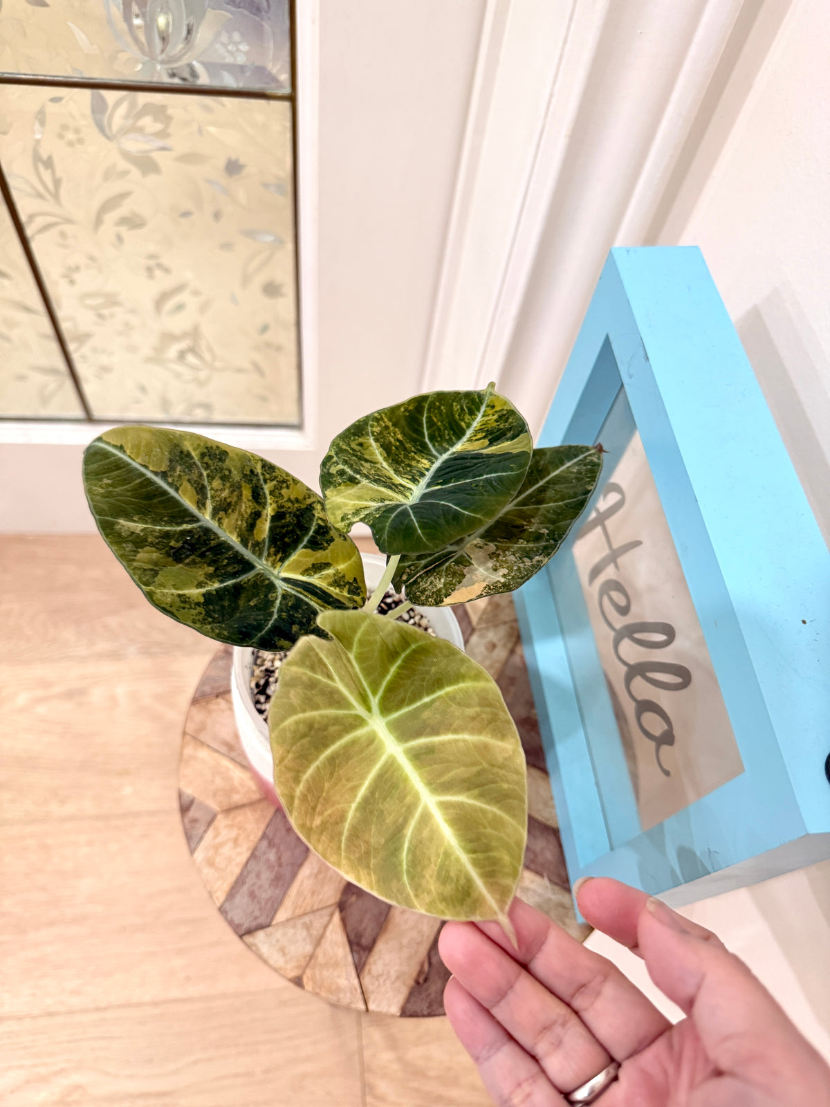 Alocasia Black Velvet Gold