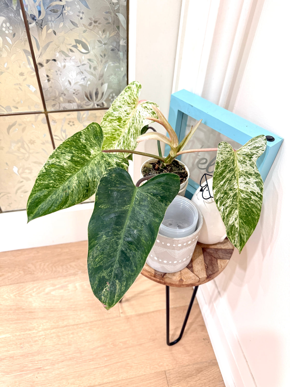 Philodendron Emerald Ice