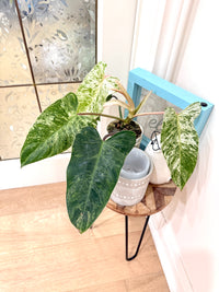 Philodendron Emerald Ice
