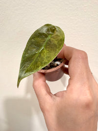 Alocasia Sedenii Aurea