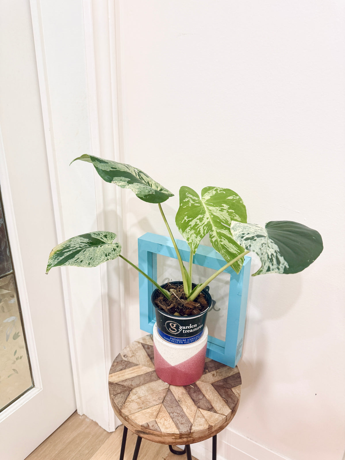 Monstera Bulbasaur