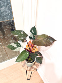 Philodendron Red Anderson Variegated