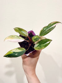 Philodendron Princess Tricolour