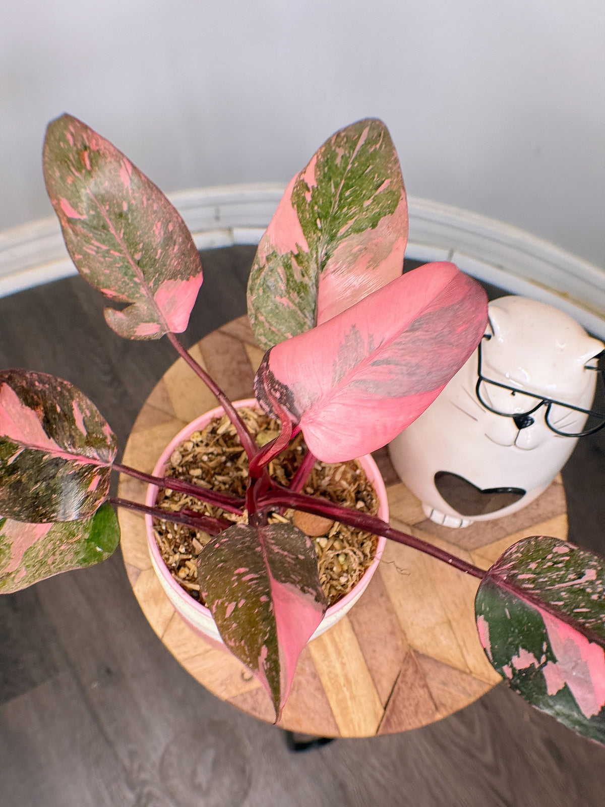 Philodendron Pink Princess Galaxy