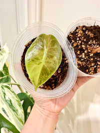 Alocasia Sedenii Aurea