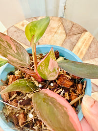 Philodendron Pink Princess Tricolour
