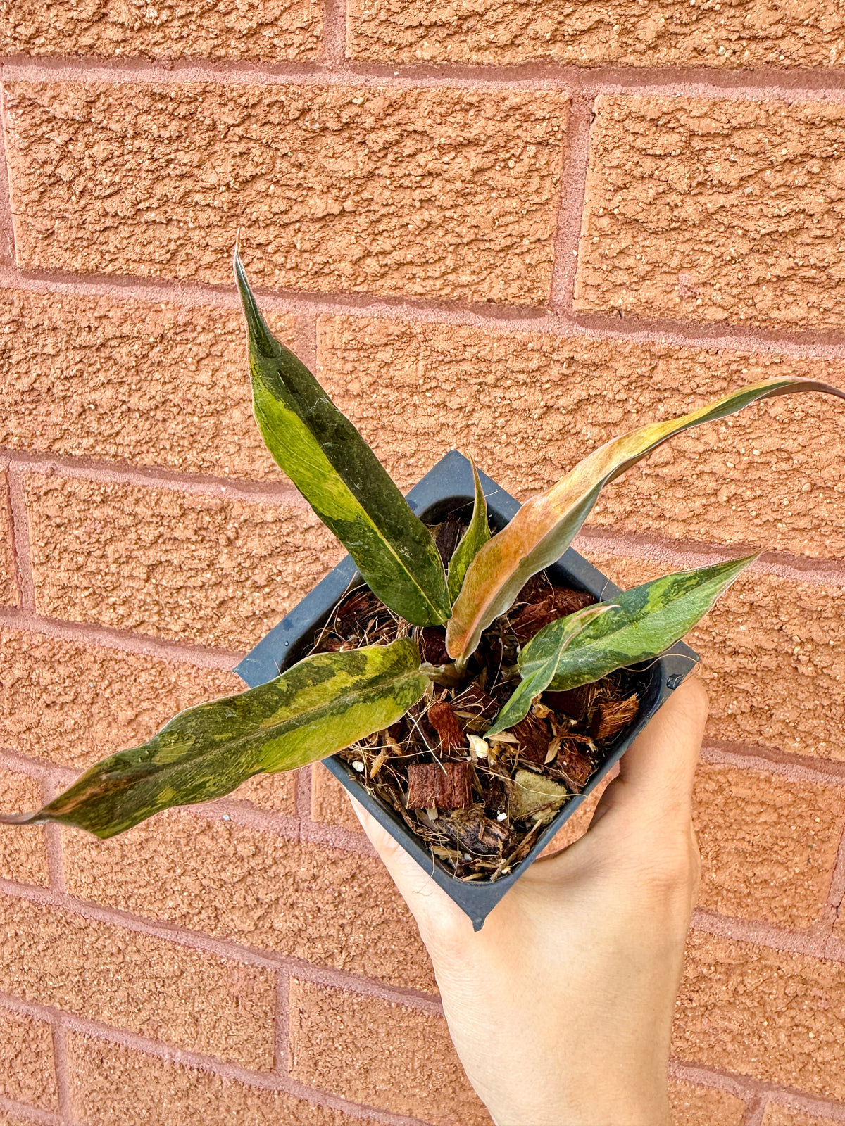 Philodendron Caramel Fire Tiger