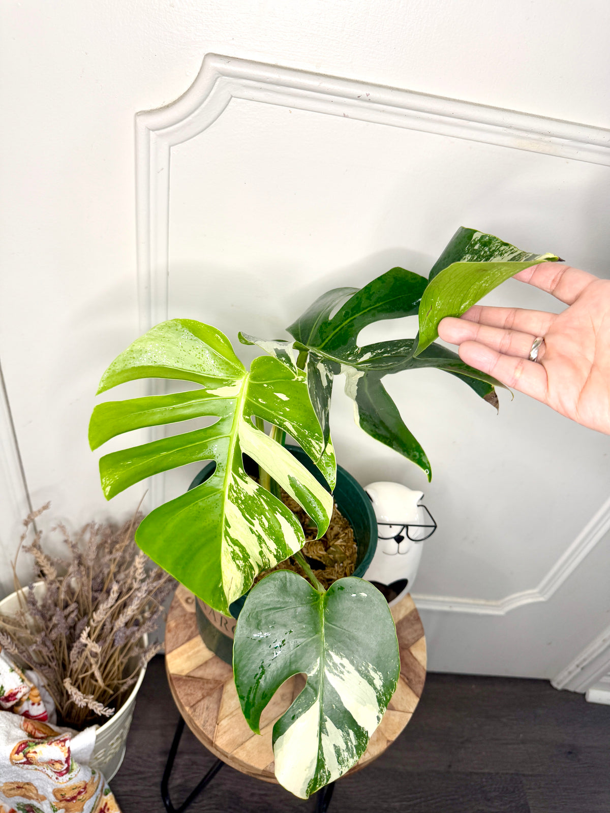 Monstera Mint