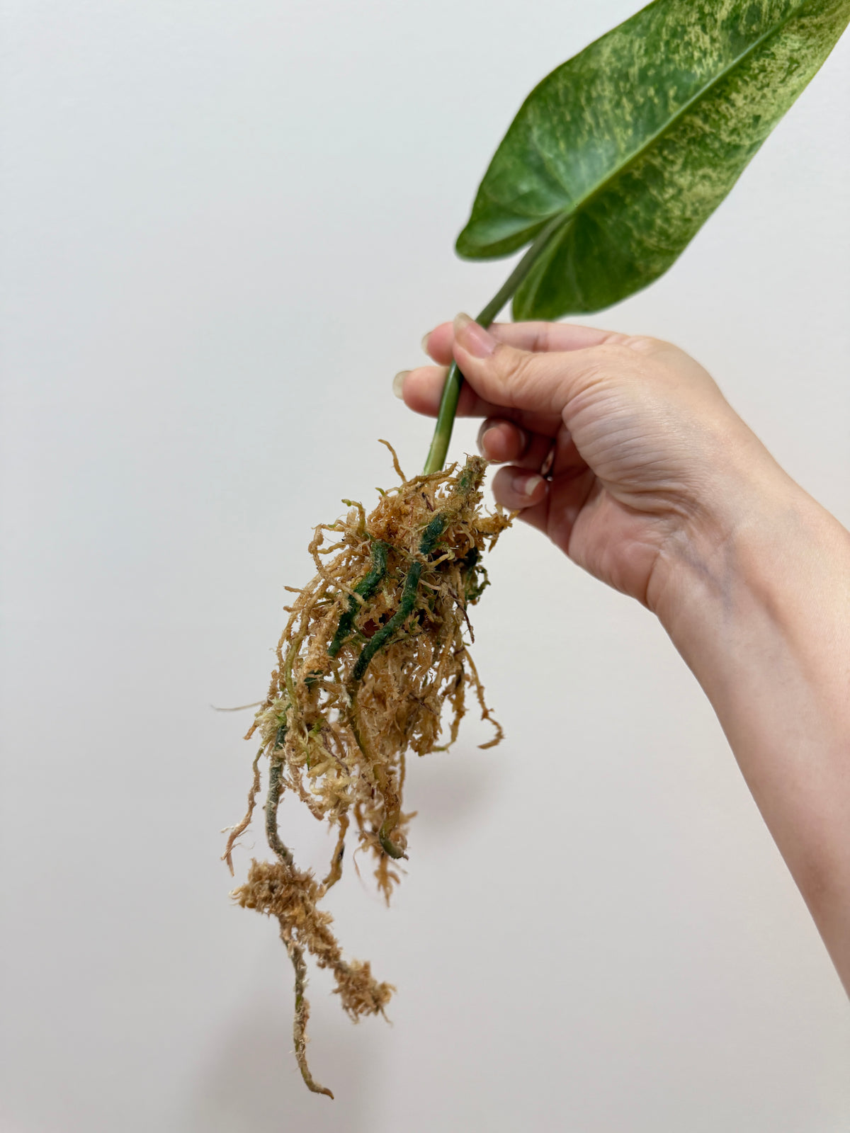 Philodendron Ilsemanii Variegated