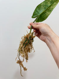 Philodendron Ilsemanii Variegated