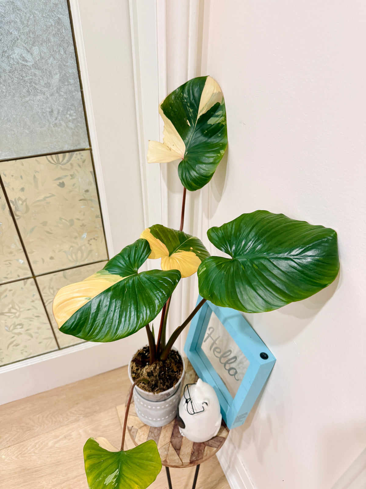 Homalomena Rubescen Peach
