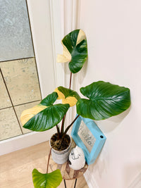 Homalomena Rubescen Peach