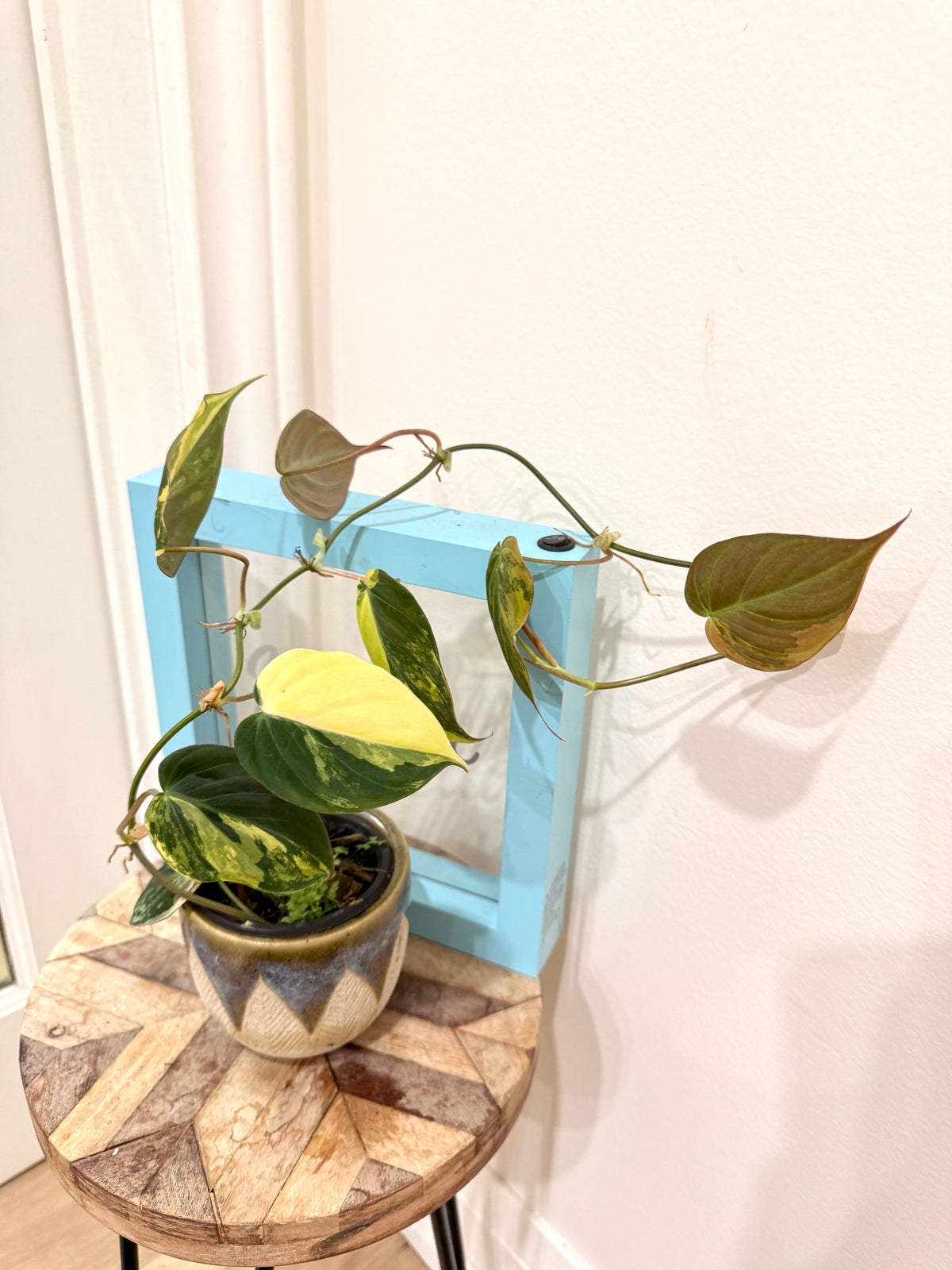 Philodendron Micans Variegated