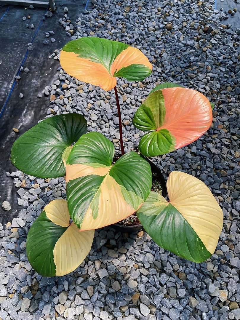 Homalomena Rubescen Peach