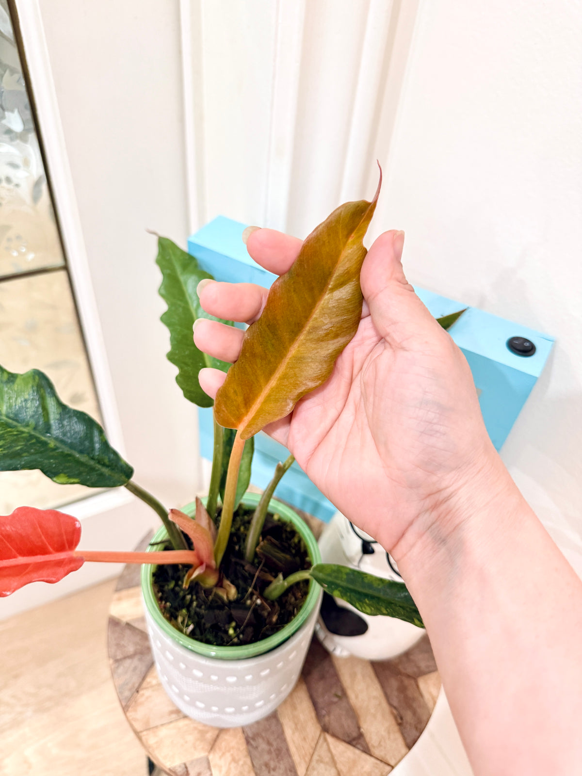 Philodendron Caramel Fire Tiger
