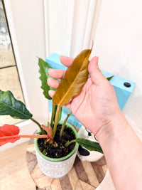 Philodendron Caramel Fire Tiger