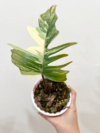 Philodendron Florida Beauty x Tortum