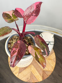 Philodendron Pink Princess Galaxy