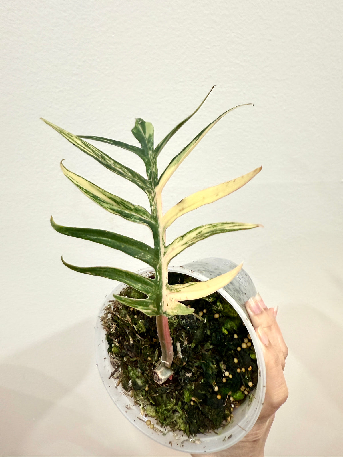 Philodendron Tortum Variegated