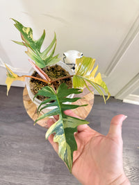 Philodendron Florida Beauty x Tortum Variegated