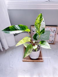 Anthurium Hookeri Variegated