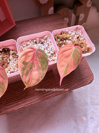 Philodendron Pink Micans