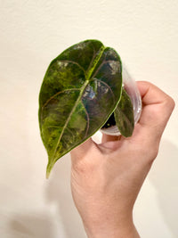 Alocasia Azlanii Aurea