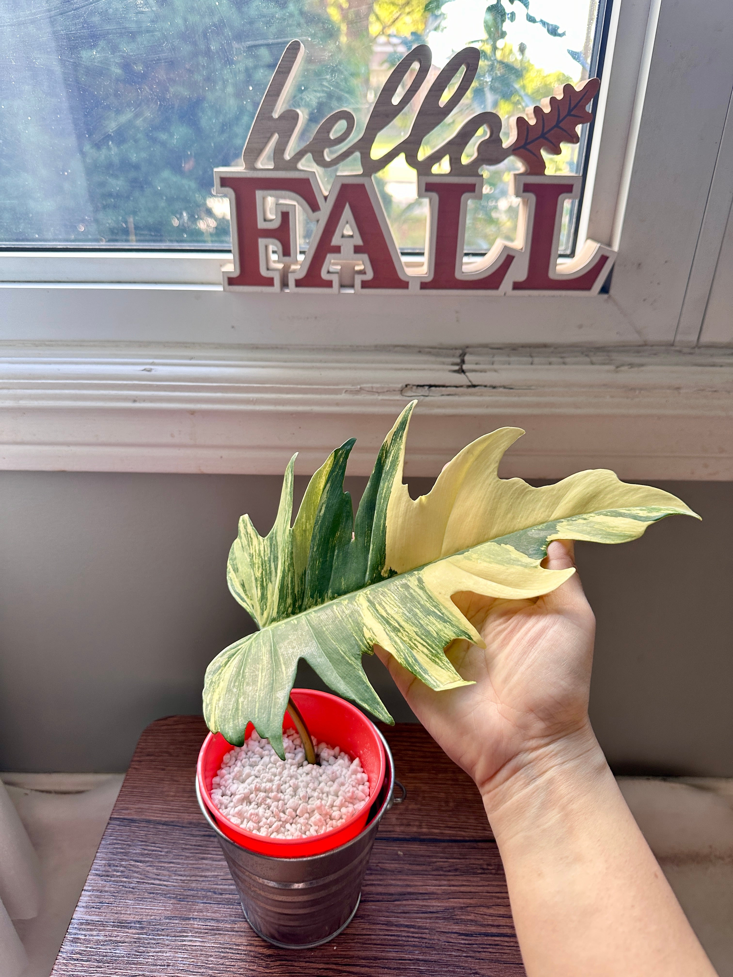 Philodendron Florida Beauty x Tortum – Rare Tropical Plants Canada