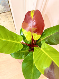 Philodendron Red Moon Variegated
