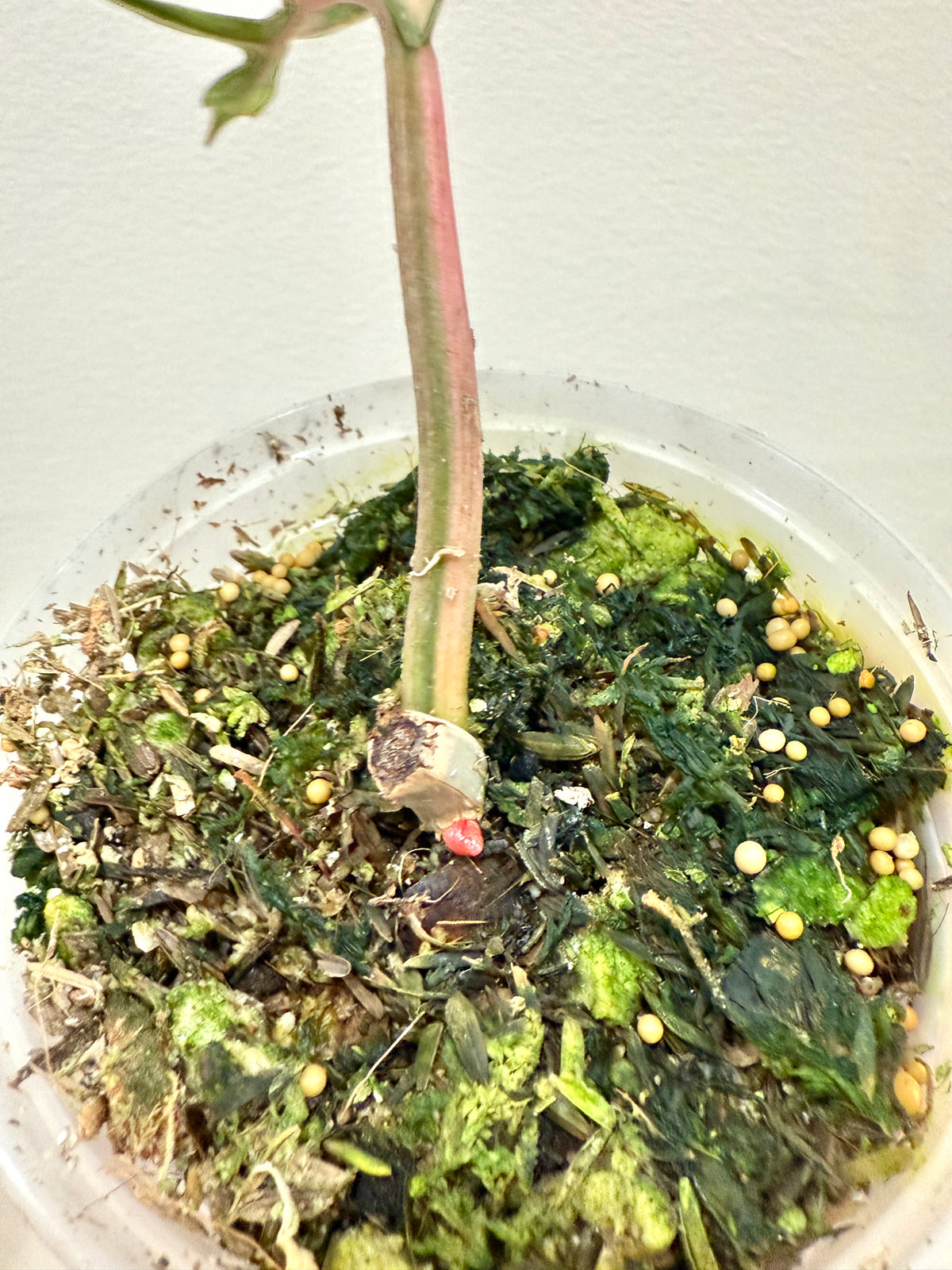 Philodendron Tortum Variegated