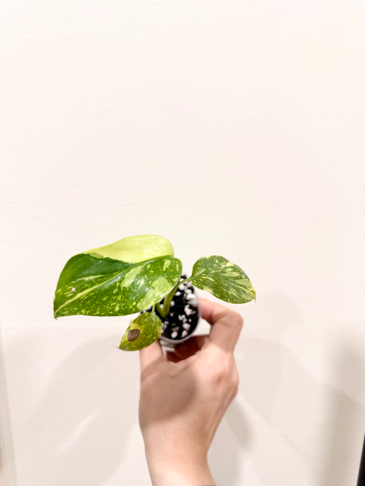 Monstera Electrolyte
