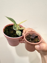 ZZ Plant combo of 3