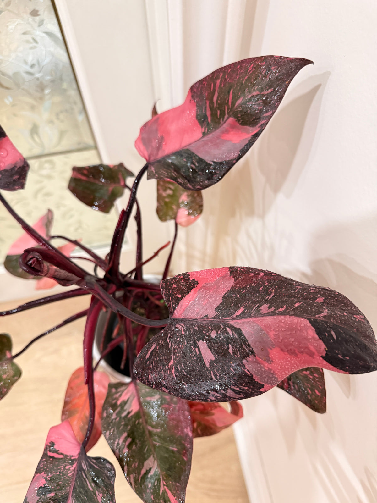 Philodendron Pink Princess Galaxy