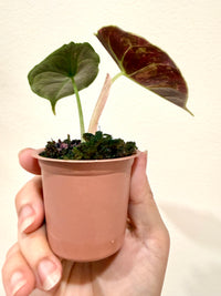 Alocasia Azlanii Pink Variegated