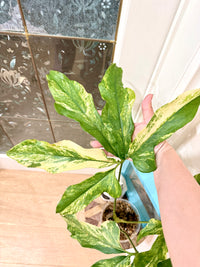 Anthurium clavigerum variegated
