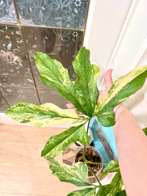 Anthurium clavigerum variegated