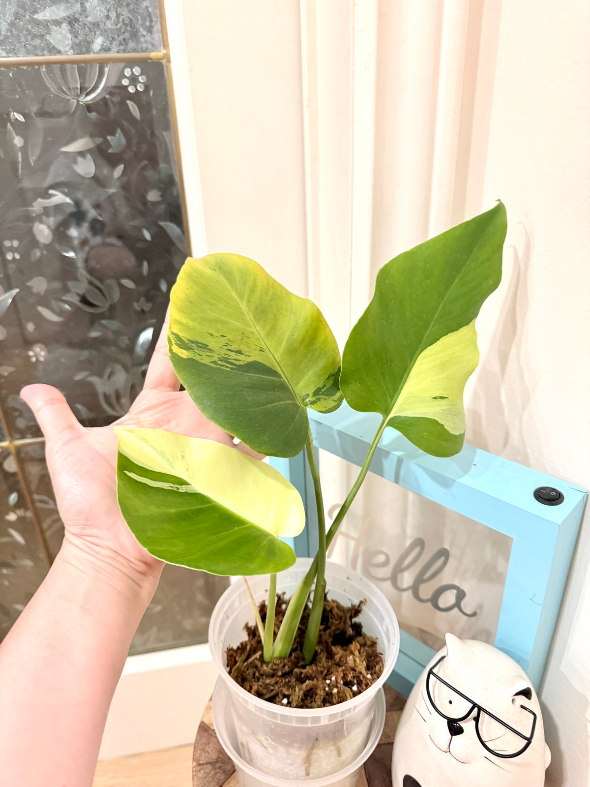 Monstera light lime