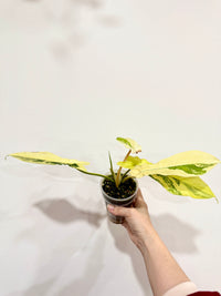 Philodendron Florida Beauty x Bobcee Variegated