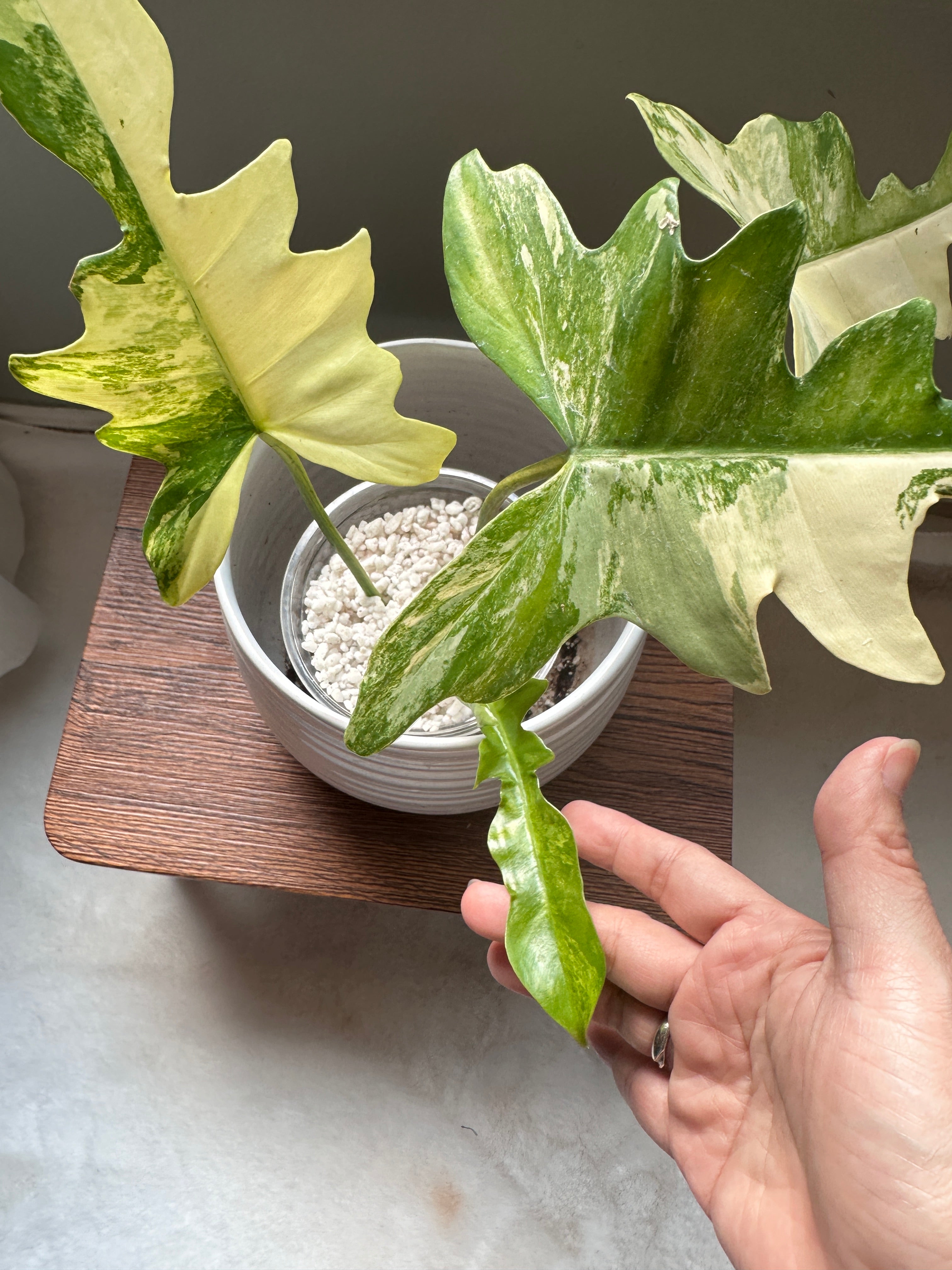 4E85B730-2D20-488B-90A4-