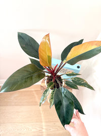 Philodendron Red Congo Variegated