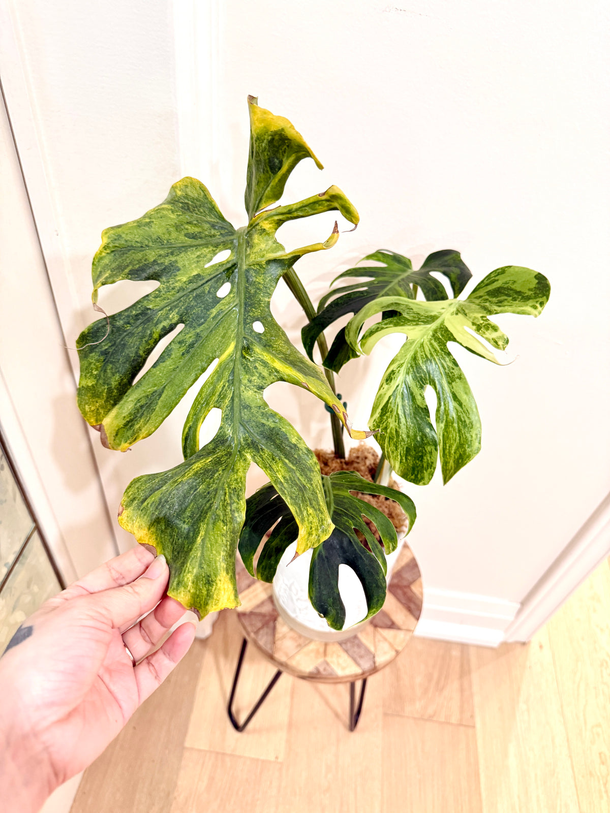 Monstera Ocean Mint Green Coral
