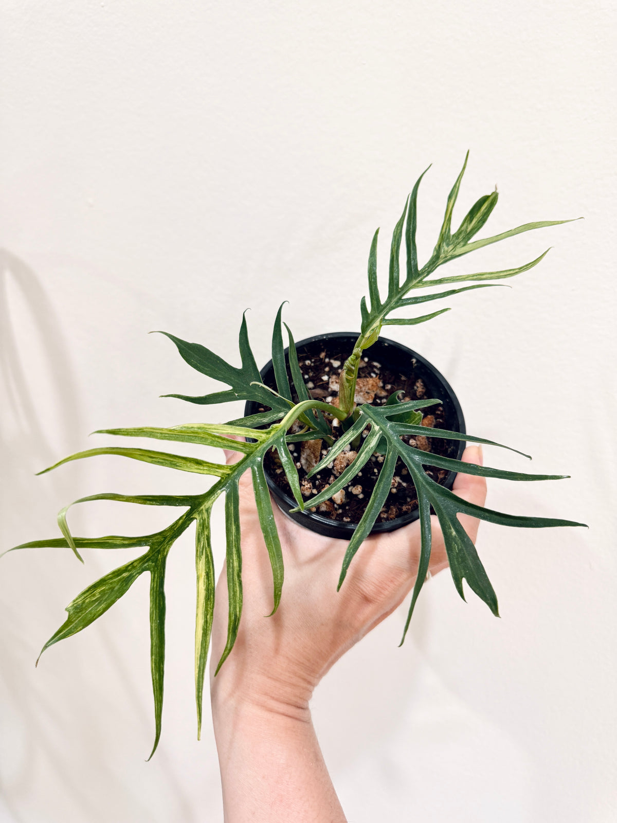 Philodendron Tortum Variegated