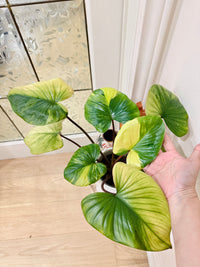 Homalomena Rubescens Aurea Variegated