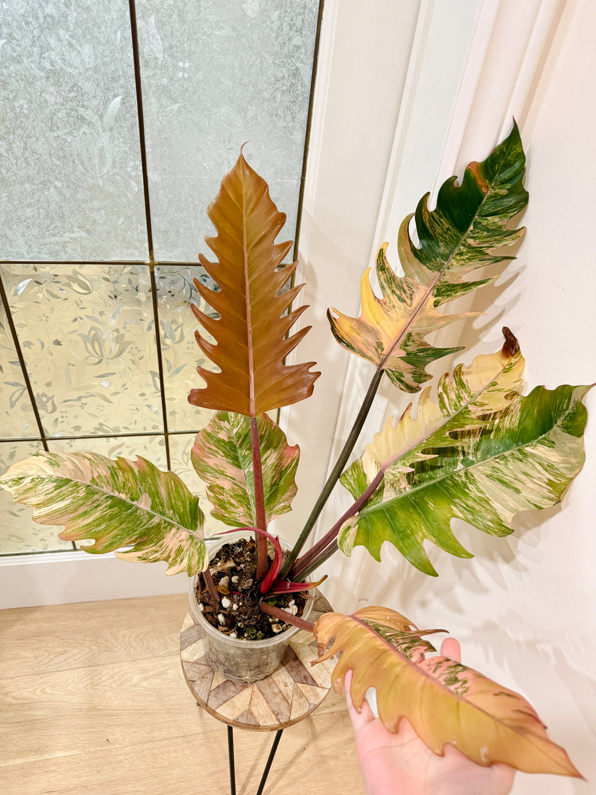 Philodendron Caramel Marble