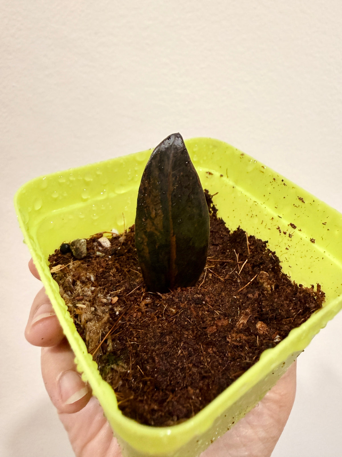 PINK ZZ PLANT