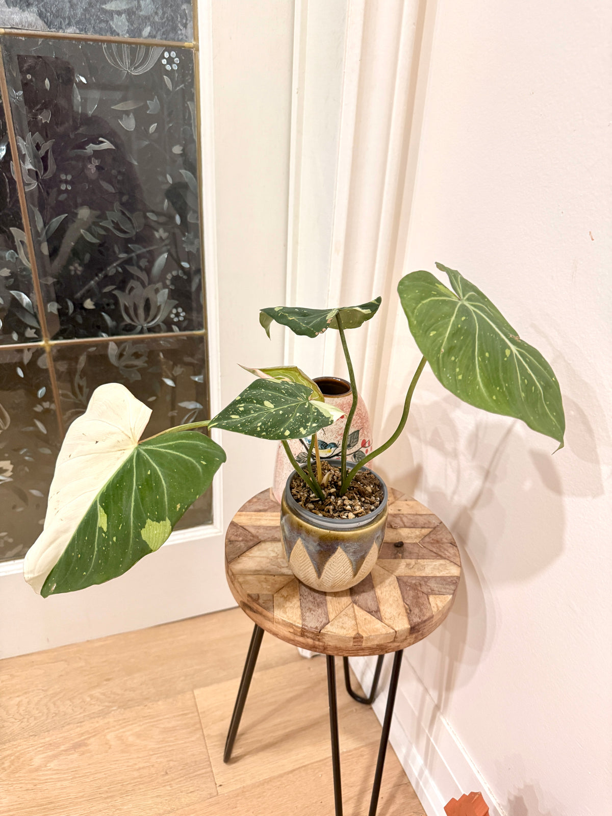 Philodendron Gloriosum Galaxy