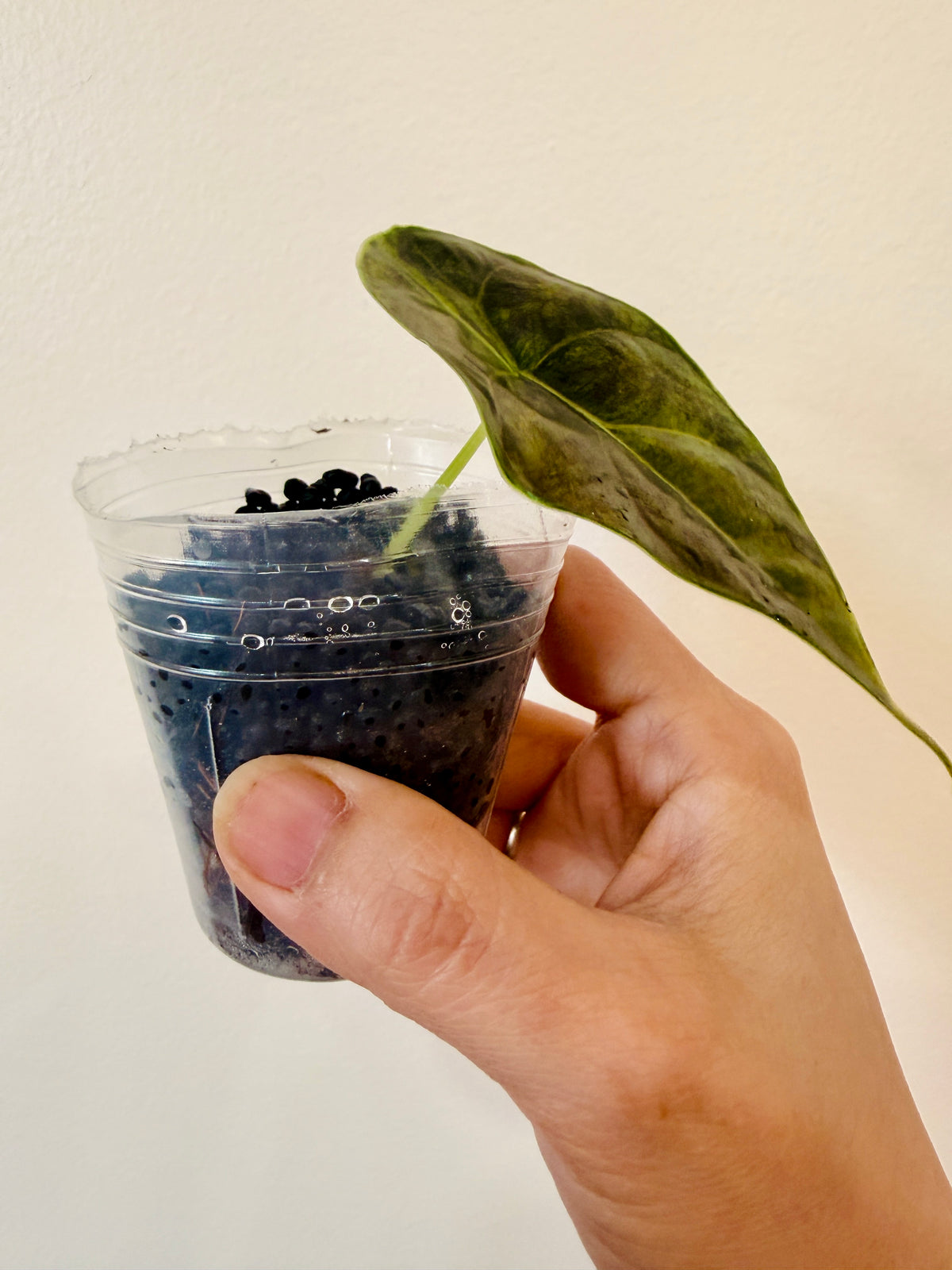 Alocasia Azlanii Aurea