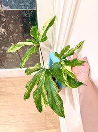 Anthurium clavigerum variegated