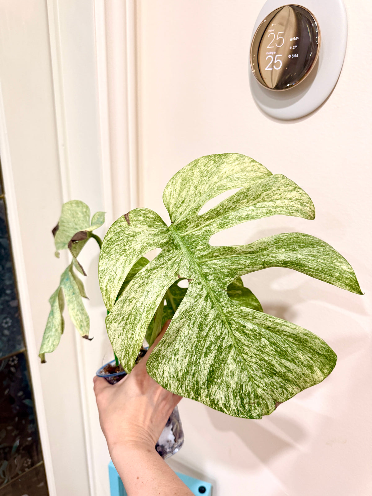 Monstera Full Mint