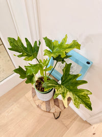 Philodendron Selloum Variegated